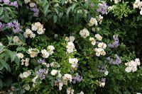 Rosa 'Ghislaine de Féligonde' Rambler Rose with Solanum crispum