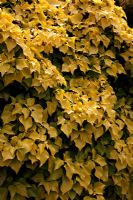 Hedera helix 'Buttercup'  showing arborescent foliage