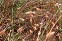 Lagarus ovatus - Hare's tail grass growing on sand dunes