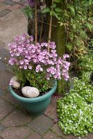 Diascia in a pot, Clematis on trellis and self seeded Linaria cymbalaria - Ivy-leaved Toadflax