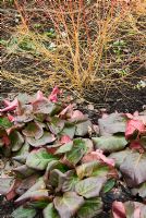 Cornus sanguinea 'Midwinter Fire' with Bergenia 'Overture' - RHS Garden Harlow Carr