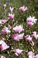 Magnolia stellata 'Jane Platt' - Battleston Hill, RHS Wisley