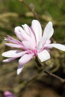 Magnolia stellata 'Jane Platt' - Battleston Hill, RHS Wisley