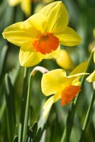 Narcissus 'Dunkeld' - RHS Wisley