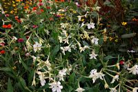 Nicotiana affinis in Noel Kingsbury and Jo Eliot's Garden - Montpelier Cottage