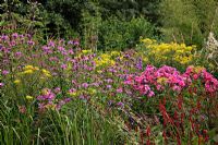 Senecio fuchsii, Centaurea and Phlox in Noel Kingsbury and Jo Eliot's Garden - Montpelier Cottage