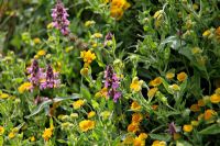 Pulicaria dysentaria - Fleabane and Stachys palustris - Marsh Woundwort
