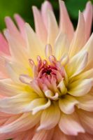 Dahlia 'Melody'