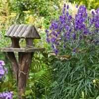 Aconitum carmichaelii 'Arendsii' next to bird table at Grafton Cottage, NGS, Barton-under-Needwood, Staffordshire