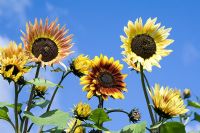 Helianthus 'Pastiche' - Sunflower 
