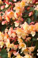 Begonia 'BonBon Sherbert'