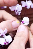 The pollen of Cyclamen coum shown on thumbnail