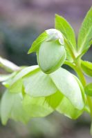 Helleborus orientalis
