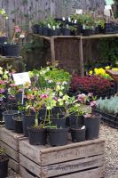 Hellebores for sale at nursery
