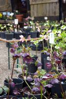 Hellebores for sale at nursery
