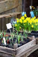 Flowering bulbs including Narcissus and Galanthus for sale at nursery
