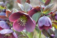 Helleborus orientalis 
