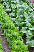 Rows of Spinacia oleracea - Spinach 'Fiorano' and Brassica rapa - Turnip 'Tokyo Cross'