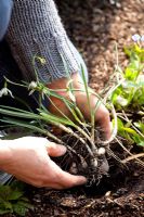 Dividing and replanting Galanthus after flowering