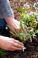 Dividing and replanting Galanthus after flowering