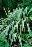 Phormium cookianum 'tricolor'