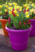 Narcissus and Tulipa in brightly coloured painted pots