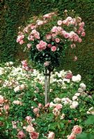 Rosa 'Bonica' trained as a standard