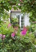 Astilbe 'Purpurlanze' in summer border  - Grafton Cottage NGS Barton-under-Needwood, Staffordshire