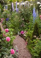 Gravel path, borders of Delphiniums, Rosa 'Prosperity' and Peony in pretty secluded suburban garden - High Trees, Longton, Stoke-on-Trent, Staffordshire, NGS