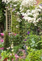 Astrantia 'Roma', Sisyrinchium striatum and Dianthus 'Doris', Clematis 'Prince Charles' and Rosa 'Rambling Rector' in pretty secluded suburban garden - High Trees, Longton, Stoke-on-Trent, Staffordshire, NGS