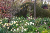 Spring border of Narcissus triandrus 'Thalia', Tulipa 'Jan Reus', Tulipa 'Ronaldo', Tulipa 'Beauty Queen' and Tulipa 'Peach Blossom' 