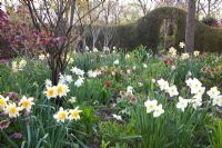 Spring border of Narcissus triandrus 'Thalia', Tulipa 'Jan Reus', Tulipa 'Ronaldo', Tulipa 'Beauty Queen' and Tulipa 'Peach Blossom' 