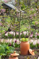 Potager with Rheum - Rhubarb forcer, Cynara, Hyacinthus and Prunus persica - Peach tree in blossom