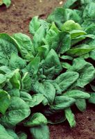 Spinacia oleracea - Spinach 'Tetona'