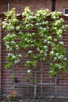 Pyrus communis trained against brick wall