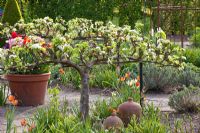Vegetable garden in spring with espaliered Pyrus communis 'Bonne Louise d'Avranches' - Pear tree