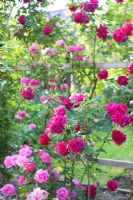 Rosa robusta and Rosa 'Zephirine Drouhin'
