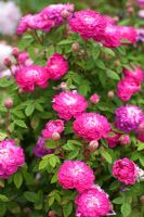 Rosa parvifolia gallica