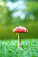 Fly agaric mushroom growing in a lawn 