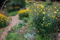 Helianthus microcephalus in Holbrook Garden, Devon