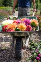 Man with wheelbarrow full of dead headed Dahlias  