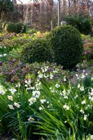 Narcissus, Helleborus orientalis, Leucojum aestivum 'Gravetye Beauty' 
