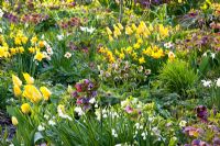 Narcissus, Tulipa, Helleborus orientalis, Leucojum aestivum 'Gravetye Beauty' 