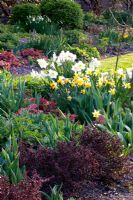 Narcissus 'Ice Follies, Heuchera 'Caramel', Berberis thunbergii atropurpurea 'Nana' 