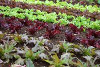 Lettuces from front to back 'Cocarde', 'Stealth', 'Froky', 'Bonatti' and 'Fat Lazy Blonde'
