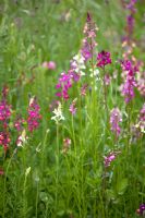 Linaria maroccana 'Baby Snapdragon' 