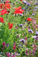 Naturalised border sown with annual meadow flowers including papaver and Phacelia tanacetifolia in late September at RHS Harlow Carr