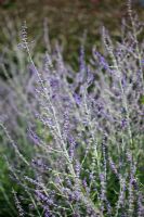 Perovskia 'Blue Spire' in late September