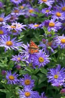 Aster x frikartii 'Monch' with small tortoiseshell butterfly 