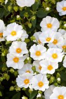 Cistus corbariensis 